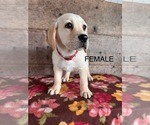 Small #2 Labrador Retriever