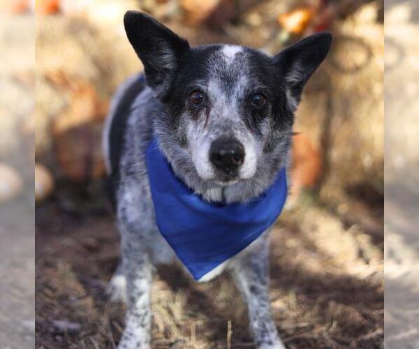 Medium Photo #3 Mutt Puppy For Sale in San Antonio, TX, USA