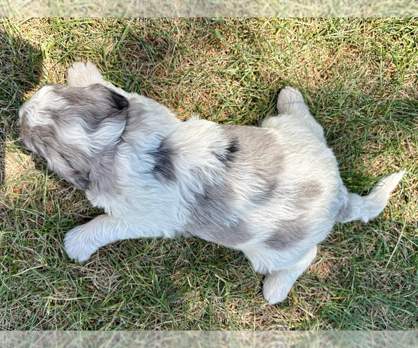 Medium Photo #2 Bernedoodle (Miniature) Puppy For Sale in ROY, UT, USA