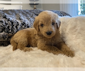 Goldendoodle Puppy for sale in GULF BREEZE, FL, USA