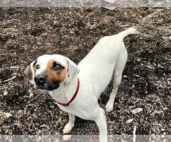 Medium Photo #6 Mutt Puppy For Sale in Bloomingdale, NJ, USA