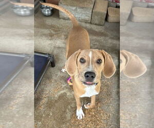 American Pit Bull Terrier-Great Dane Mix Dogs for adoption in Oak Bluffs, MA, USA