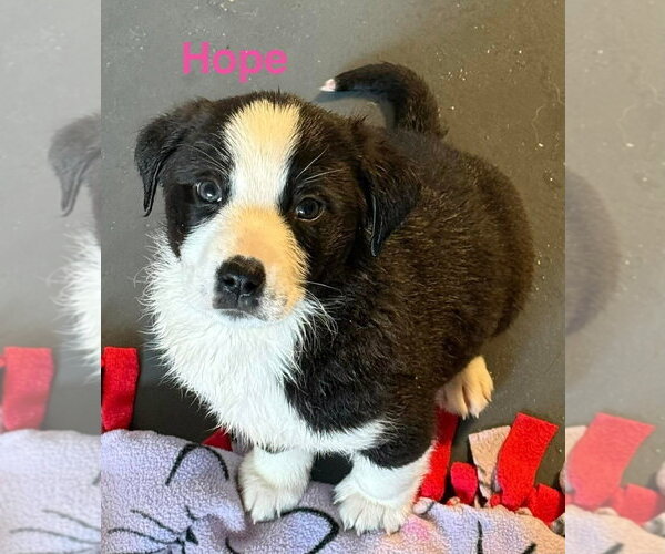 Medium Photo #1 Australian Shepherd-Unknown Mix Puppy For Sale in Aurora, IN, USA