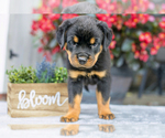 Puppy Turbo Rottweiler