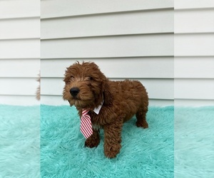 Goldendoodle (Miniature) Puppy for sale in ORLANDO, FL, USA