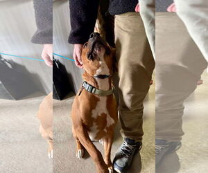 Bartholomew Cubbins - Male Boxer-Unknown Mix Dog for Adoption - Photo #9