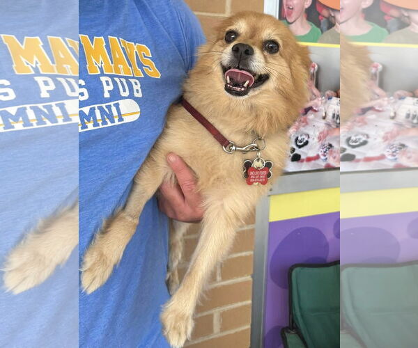 Medium Photo #2 Pomeranian Puppy For Sale in Mount Laurel, NJ, USA