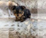 Small #7 Biewer Terrier