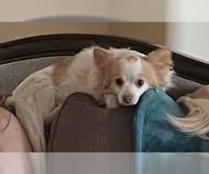 Chihuahua Dogs for adoption in Williamsburg, IA, USA