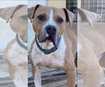 Small #1 American Staffordshire Terrier Mix
