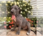 Small #1 Great Dane