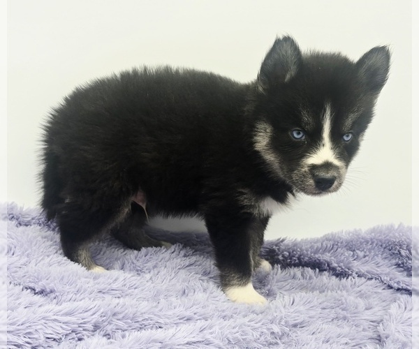 Medium Photo #2 Siberian Husky Puppy For Sale in SANDY HOOK, KY, USA