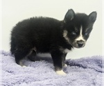 Small #1 Siberian Husky