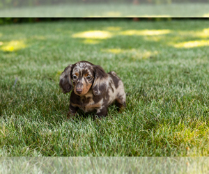 Dachshund Puppy for sale in MILFORD, IN, USA