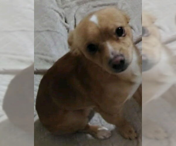 Medium Photo #1 Chihuahua-Unknown Mix Puppy For Sale in San Antonio, TX, USA