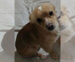 Small Chihuahua Mix