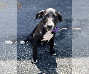 Mutt Dogs for adoption in Sterling, MA, USA