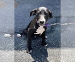 Small Mutt