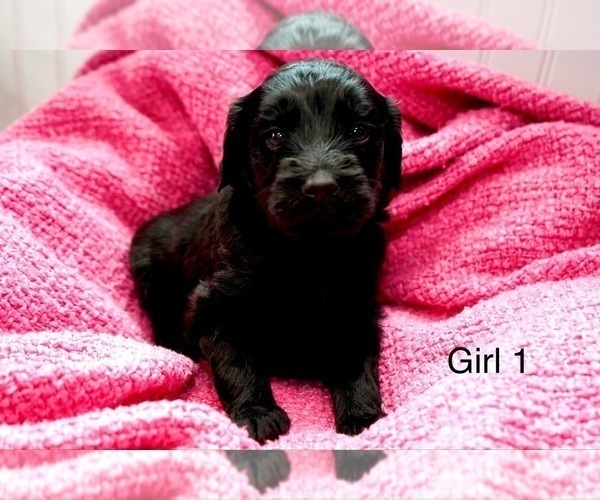 Medium Photo #17 Goldendoodle Puppy For Sale in CARTHAGE, TN, USA