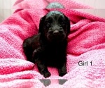 Small #16 Goldendoodle