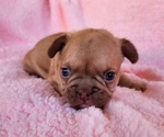 Small Photo #10 French Bulldog Puppy For Sale in LAS VEGAS, NV, USA