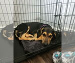 Small #1 German Shepherd Dog-Weimaraner Mix