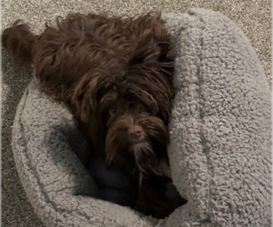 Wilson - Male Havanese-Unknown Mix Dog for Adoption - Photo #10