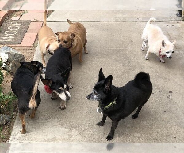 Medium Photo #4 Chihuahua Puppy For Sale in  Ramona, CA, USA