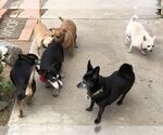 Small #3 Chihuahua