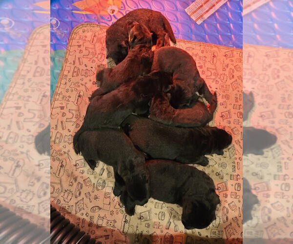 Medium Photo #1 German Shepherd Dog Puppy For Sale in CULPEPER, VA, USA