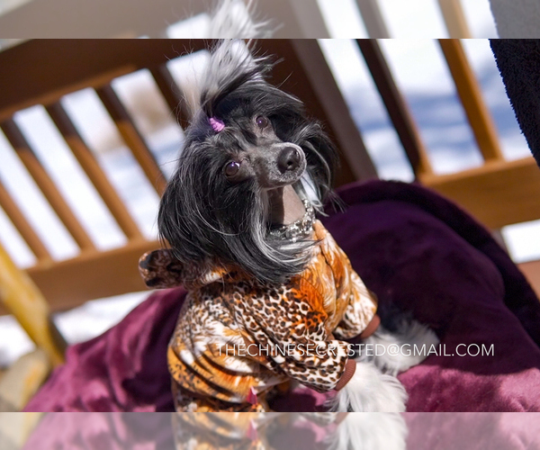 Medium Photo #13 Chinese Crested Puppy For Sale in AURORA, CO, USA