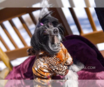 Small Photo #13 Chinese Crested Puppy For Sale in AURORA, CO, USA