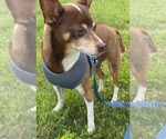Small #4 Chihuahua Mix