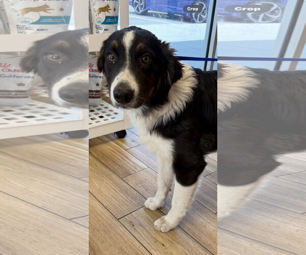 Medium Photo #1 Australian Shepherd Puppy For Sale in Valrico, FL, USA