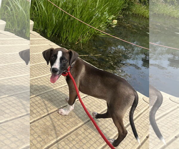 Medium Photo #4 Mutt Puppy For Sale in Mount Laurel, NJ, USA