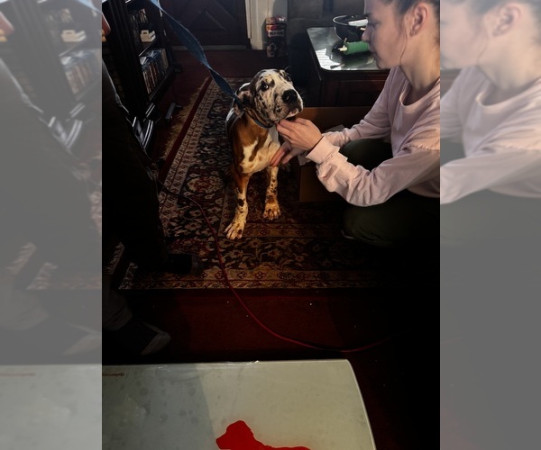 Medium Photo #3 Great Dane Puppy For Sale in ALIQUIPPA, PA, USA