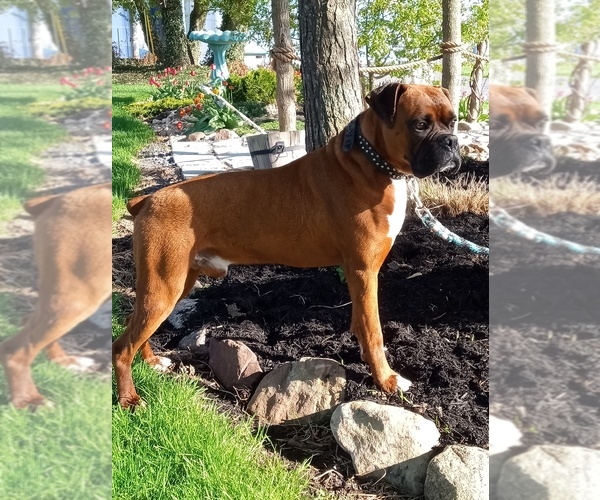 Medium Photo #1 Boxer Puppy For Sale in SENECA FALLS, NY, USA