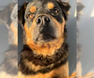 Eugene - Male Rottweiler-Unknown Mix Dog for Adoption - Photo #2