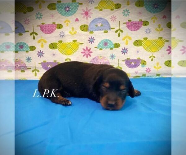 Medium Photo #1 Dachshund Puppy For Sale in WINNSBORO, LA, USA