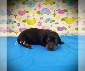 Medium Dachshund