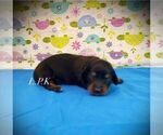 Small Dachshund