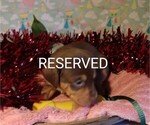 Puppy 10 Australian Shepherd-Vizsla Mix