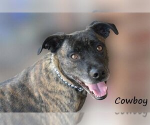 Beagle-Unknown Mix Dogs for adoption in Guthrie, OK, USA