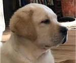 Puppy English cream Labrador Retriever