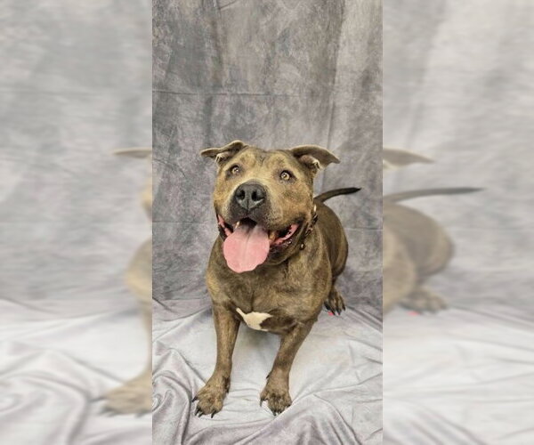 Medium Photo #1 Staffordshire Bull Terrier-Unknown Mix Puppy For Sale in Ogden, UT, USA