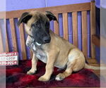Small #2 Mutt