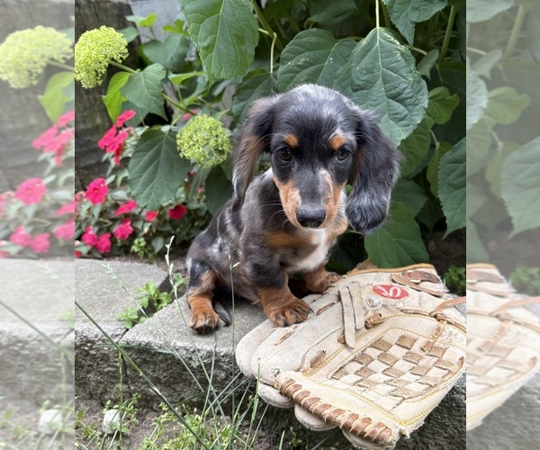 Medium Photo #4 Dachshund Puppy For Sale in MIDDLEBURY, IN, USA