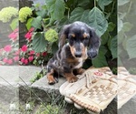 Small #3 Dachshund