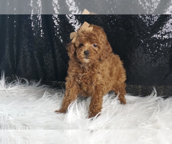 Medium Photo #3 Poodle (Toy) Puppy For Sale in WARSAW, IN, USA