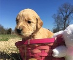 Small Photo #5 Goldendoodle Puppy For Sale in MAYFIELD, KY, USA